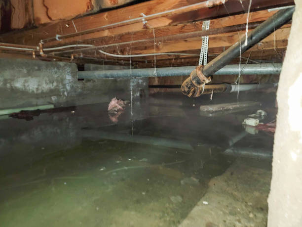 Best Local water damage restoration  in Richmond Heights, FL