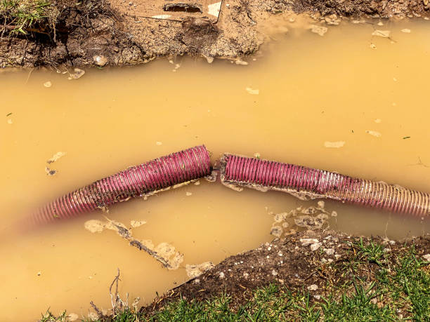Best Mold removal after water damage  in Richmond Heights, FL